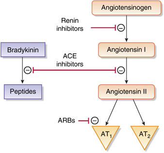 Επίπεδο δράσης των αναστολέων της ρενίνης, των αναστολέων του μετατρεπτικού ενζύμου της αγγειοτενσίνης (αΜΕΑ) και των ανταγωνιστών των υποδοχέων της αγγειοτενσίνης ΙΙ (ΑΥΑ) στο σύστημα ρενίνης-αγγειοτενσίνης