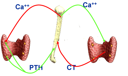 Η ανταγωνιστική δράση της καλσιτονίνης (CT) και της παραθορμόνης (PTH) στο οστό