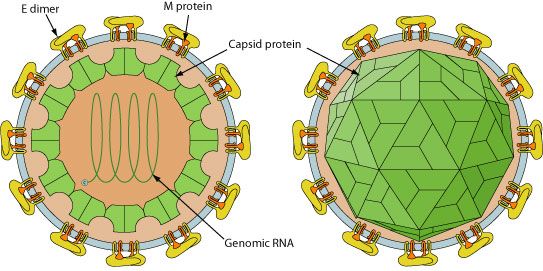 Σχηματική παράσταση του ιού του Δυτικού Νείλου