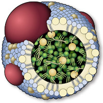 HDL χοληστερόλη