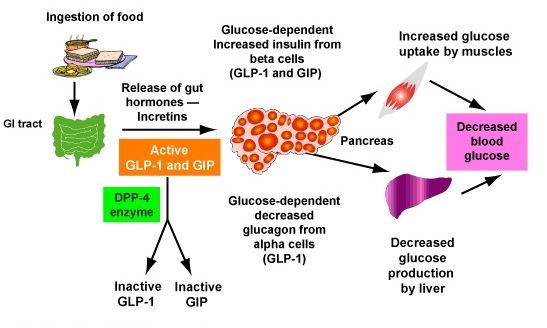Ο ρόλος των ινγκρετινών στην ομοιόσταση της γλυκόζης