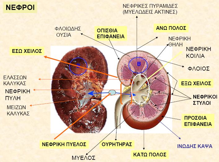 Η ανατομία του νεφρού