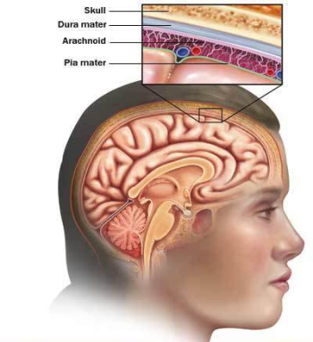 Οι μήνιγγες του εγκεφάλου