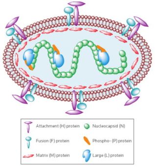 Σχηματική παράσταση του ιού της παρωτίτιδας