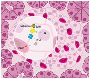 Τόπος δράσης της νατεγλινίδης