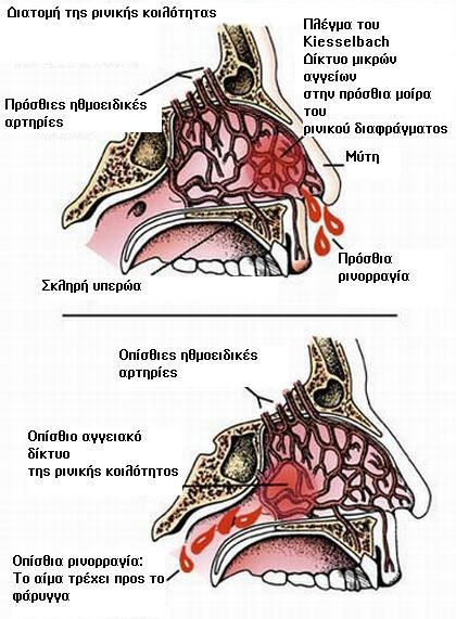 Ρνική κοιλότητα
