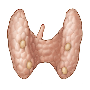 Παραθυρεοειδείς αδένες