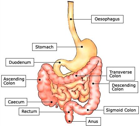 Πεπτικό σύστημα