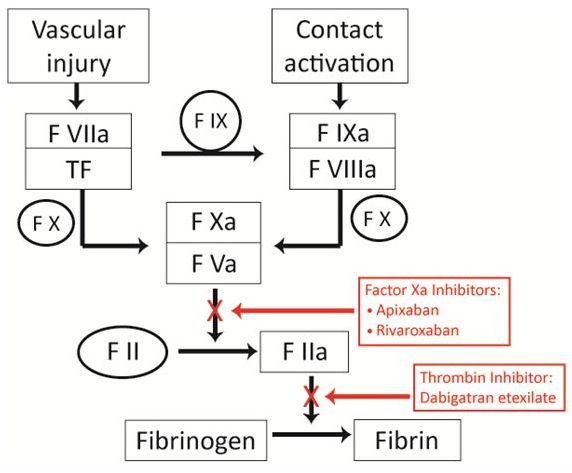 Σχηματική παράσταση του καταρράκτη της πήξης όπου αναδεικνύονται οι θέσεις δράσης των νεότερων απο του στόματος αντιπηκτικών