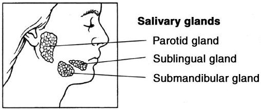 Σιελογόνοι αδένες