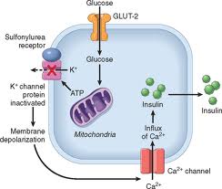 Τρόπος δράσης σουλφονυλουριών