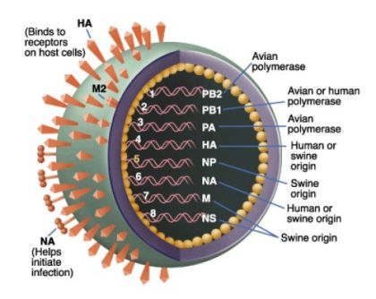 H1N1 Virus