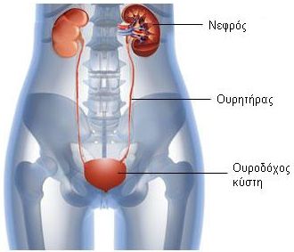 Ουροποιητικό σύστημα