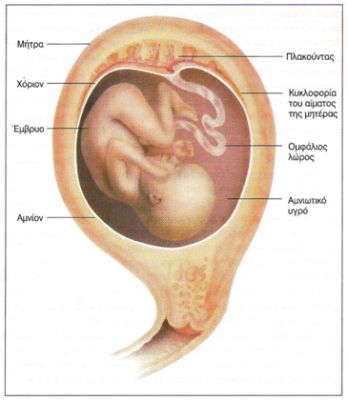 uterus