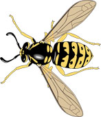 Vespula