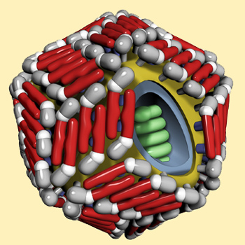 Σχηματική παράσταση του ιού του Δυτικού Νείλου
